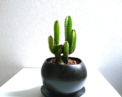 ○数量限定○ 希少 かわいい ”サボテン フロリダカクタス クラフト