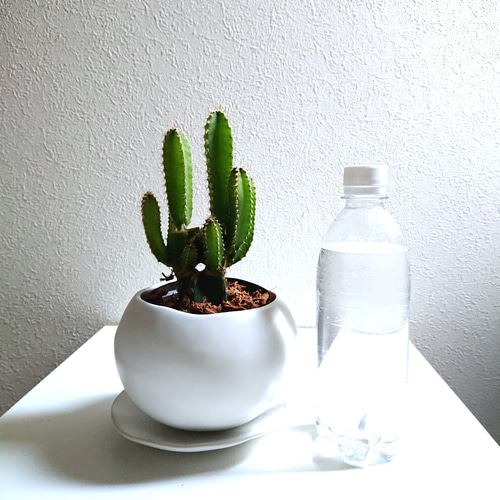 ○数量限定○ 希少 かわいい ”サボテン フロリダカクタス クラフト