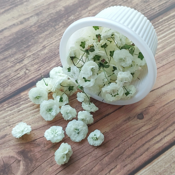 エクボ花＊ドライフラワー 1枚目の画像