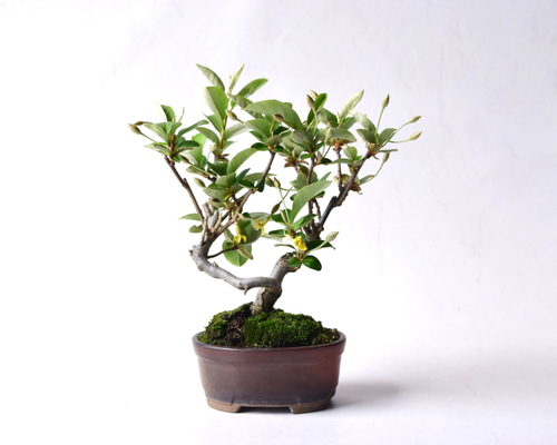 食べれる赤い実ができます》 夏グミ 盆栽131 盆栽 盆栽やす 通販