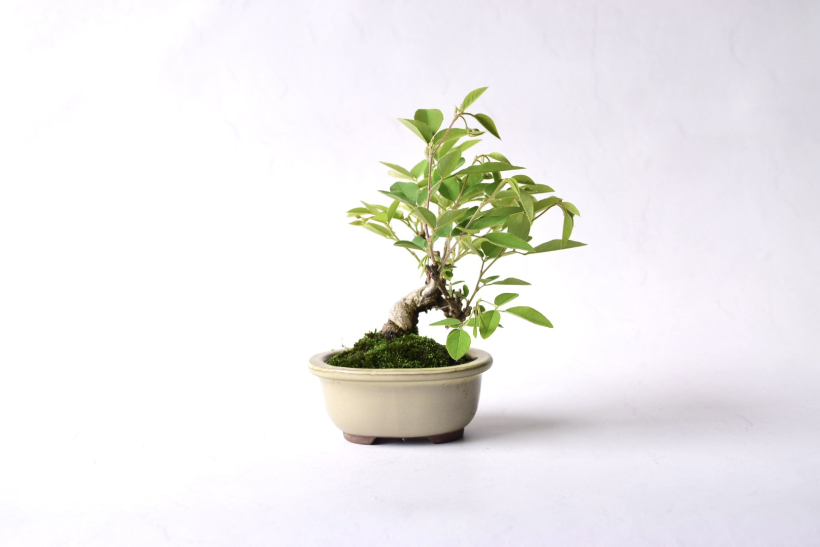 山木 一位盆栽(特別価格) 楽天市場】盆栽 高松盆栽 別格五葉松 松 松柏 室内鑑賞 趣味