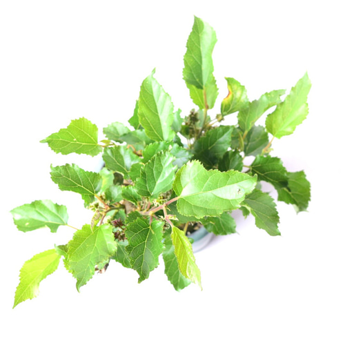 マルベリー（桑の木） 盆栽139 盆栽 盆栽やす 通販 19240453｜Creema