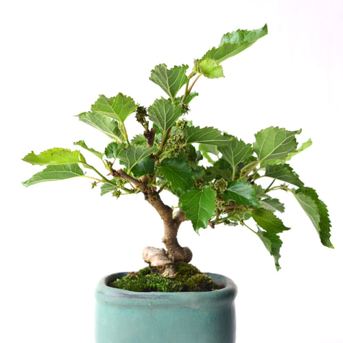 マルベリー（桑の木） 盆栽139 盆栽 盆栽やす 通販 19240453｜Creema