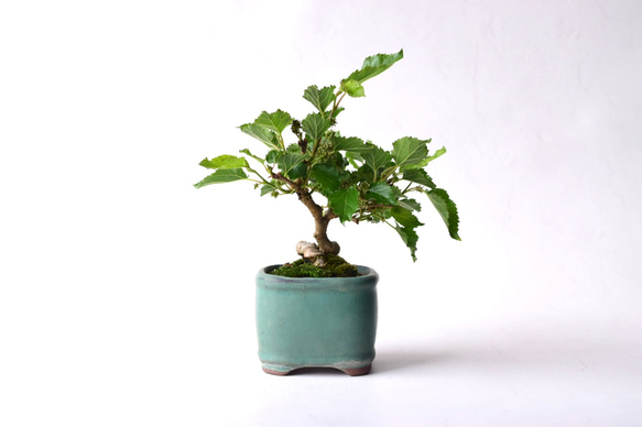 マルベリー（桑の木） 盆栽139 盆栽 盆栽やす 通販 19240453｜Creema