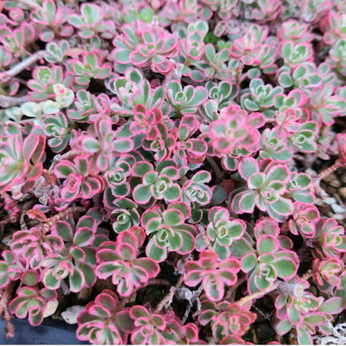 多肉植物セダム 16種類 各5カットずつ【育成説明書付】 多肉植物