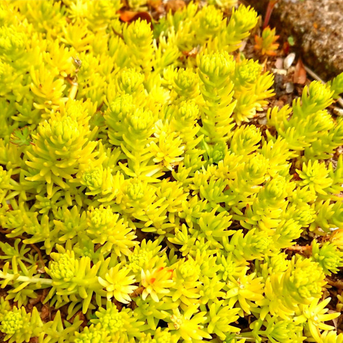 多肉植物　セダム ★星シリーズ★　カット苗 Anivel様ご専用ページ❣️多肉植物 カット苗 セダムバイキング