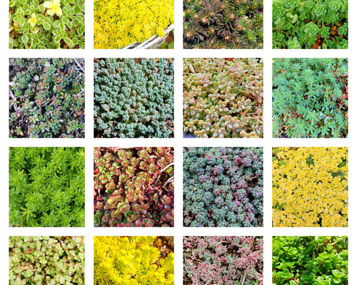 多肉植物セダム 16種類 各5カットずつ【育成説明書付】 多肉植物 多