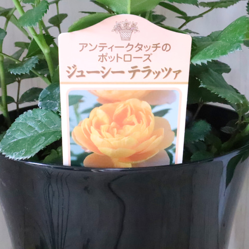 四季咲き性♡ミニバラ♡ジューシーテラッツァ♡鉢ごと♡ アート