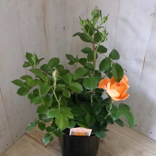 四季咲き性♡ミニバラ♡ジューシーテラッツァ♡鉢ごと♡ アート