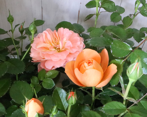 7a49b2574eff1c8b479edfd165e8ce