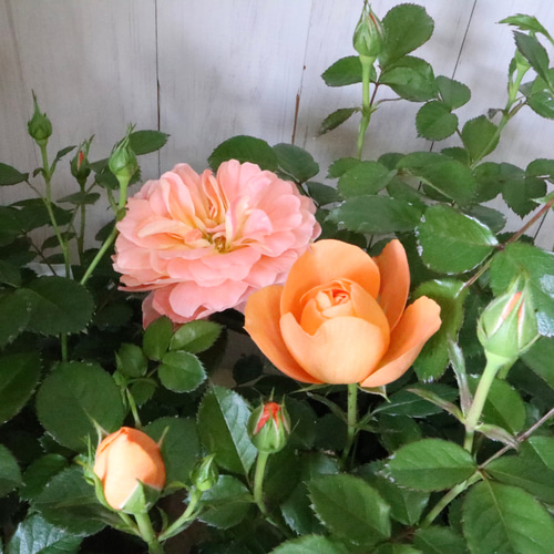 四季咲き性♡ミニバラ♡ジューシーテラッツァ♡鉢ごと♡ アート