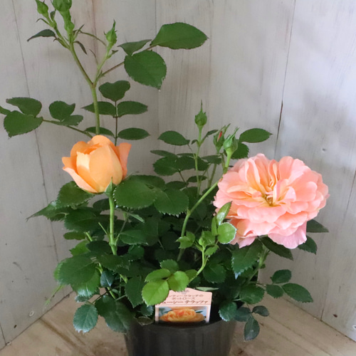 バラ苗 ジューシーテラッツァ枝変わり　【絶色ジューシー】ポットごとメルカリ便発送 希少 枝変わり バラ バラ苗｜Yahoo!フリマ（旧PayPayフリマ）