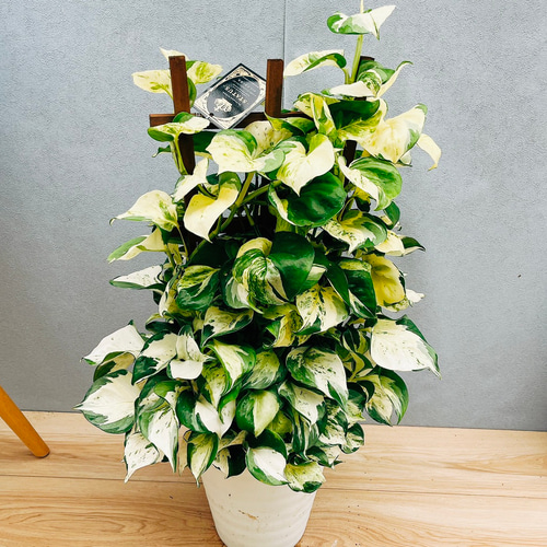 現品］【希少】60番 ポトス ステータス 7号 フェンス仕立て 観葉