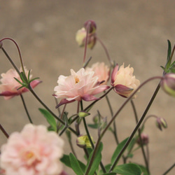 1pot）素敵な八重咲きオダマキ クラシカルセピア◇3.5号ロング