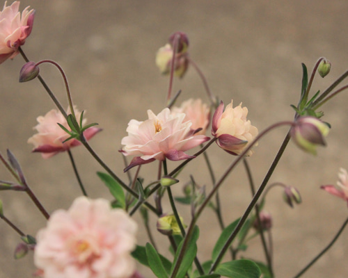 2d2a2b1beb903714ddac48ae71c76e