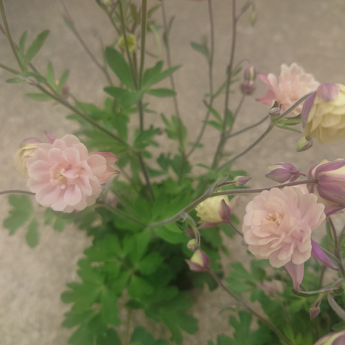 1pot）素敵な八重咲きオダマキ クラシカルセピア◇3.5号ロング