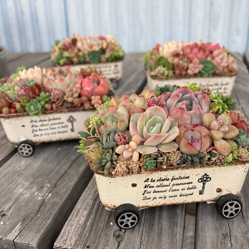 多肉植物 寄せ植え 木箱 ちまちま寄せ ステンシル オリジナル 多肉植物寄せ植え そのまま飾れる ちまちま寄せ オーダー制 多肉植物