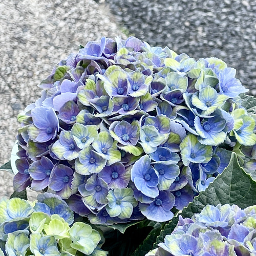 季節とともに色づく魔法の紫陽花 アジサイ・マジカルコーラル 鉢植え