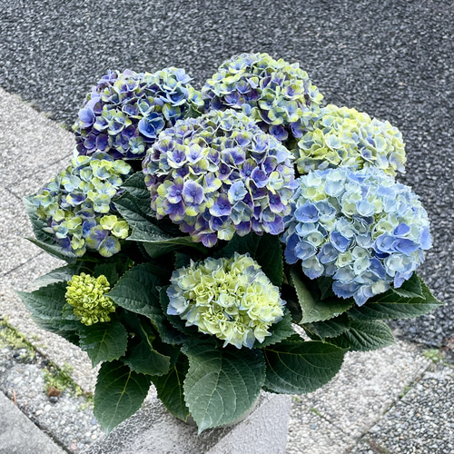 季節とともに色づく魔法の紫陽花 アジサイ・マジカルコーラル 鉢植え