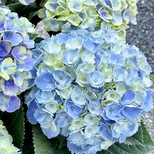 季節とともに色づく魔法の紫陽花 アジサイ・マジカルコーラル 鉢植え
