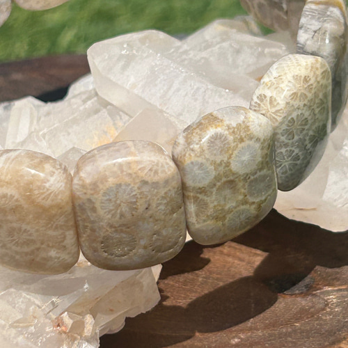 ✴︎フォッシルコーラル✴︎珊瑚の化石バングル バングル・リスト