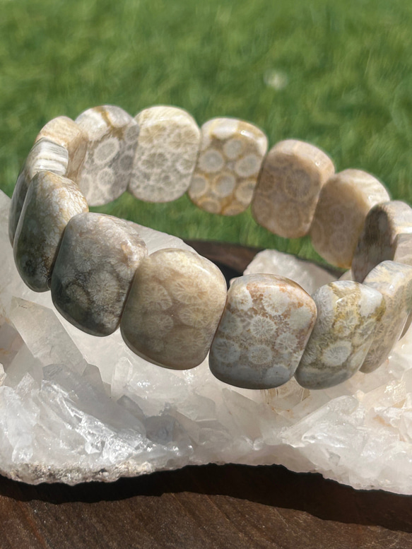 ✴︎フォッシルコーラル✴︎珊瑚の化石バングル バングル