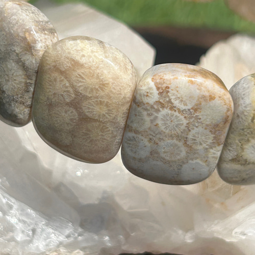 ✴︎フォッシルコーラル✴︎珊瑚の化石バングル バングル・リスト