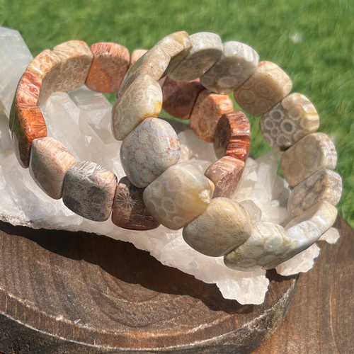 ✴︎フォッシルコーラル✴︎珊瑚の化石バングル バングル・リスト