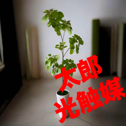 光触媒　人工観葉植物　ウォールグリーン　フェイクグリーン　ナンキンハゼ12343 光触媒 人工観葉植物 ウォールグリーン フェイクグリーン