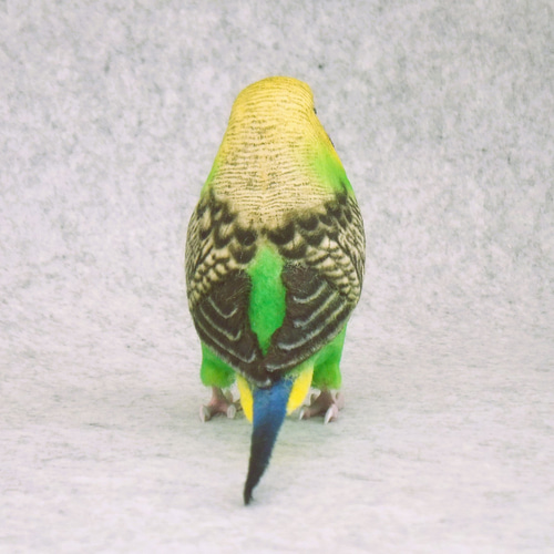 セキセイインコ 2111282 羊毛フェルト Primary Color Craft 通販