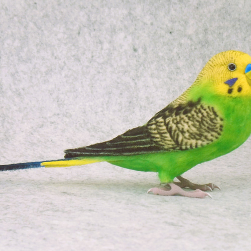 セキセイインコ 2111282 羊毛フェルト Primary Color Craft 通販