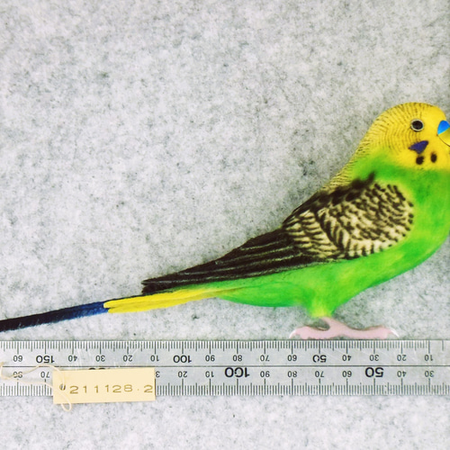 セキセイインコ 2111282 羊毛フェルト Primary Color Craft 通販