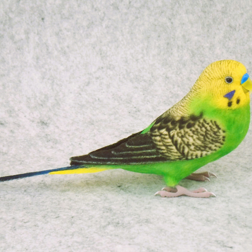 セキセイインコ 2111282 羊毛フェルト Primary Color Craft 通販