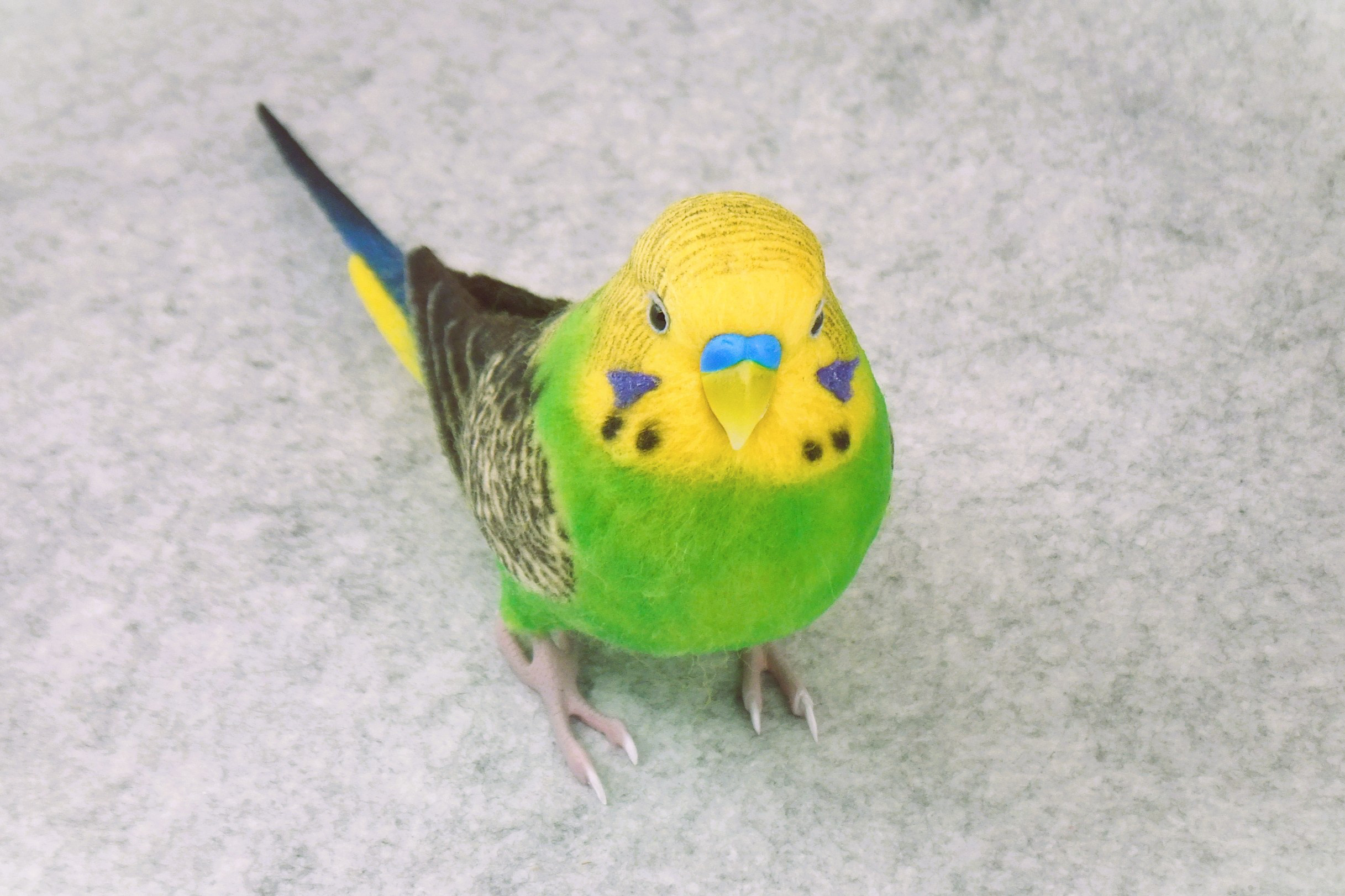 セキセイインコ 2111282 羊毛フェルト Primary Color Craft 通販