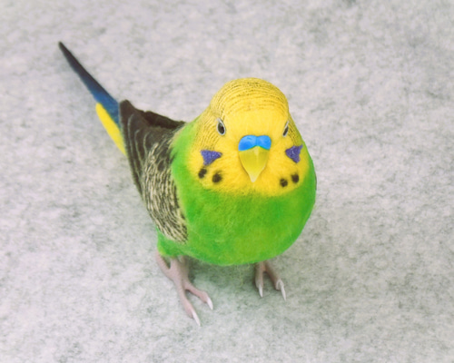 オーダー停止中。羊毛フェルト セキセイインコ メモリアルクリアボード オーダー停止中。羊毛フェルト セキセイインコ メモリアルクリア