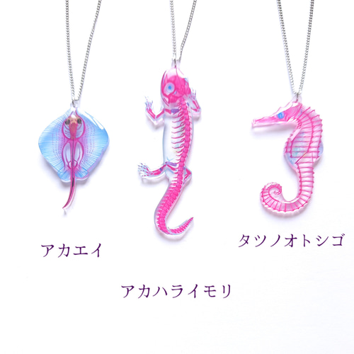 グリーンイモリ 透明標本 特選逸品】透明標本 アカハライモリ その他置物 Magi 通販