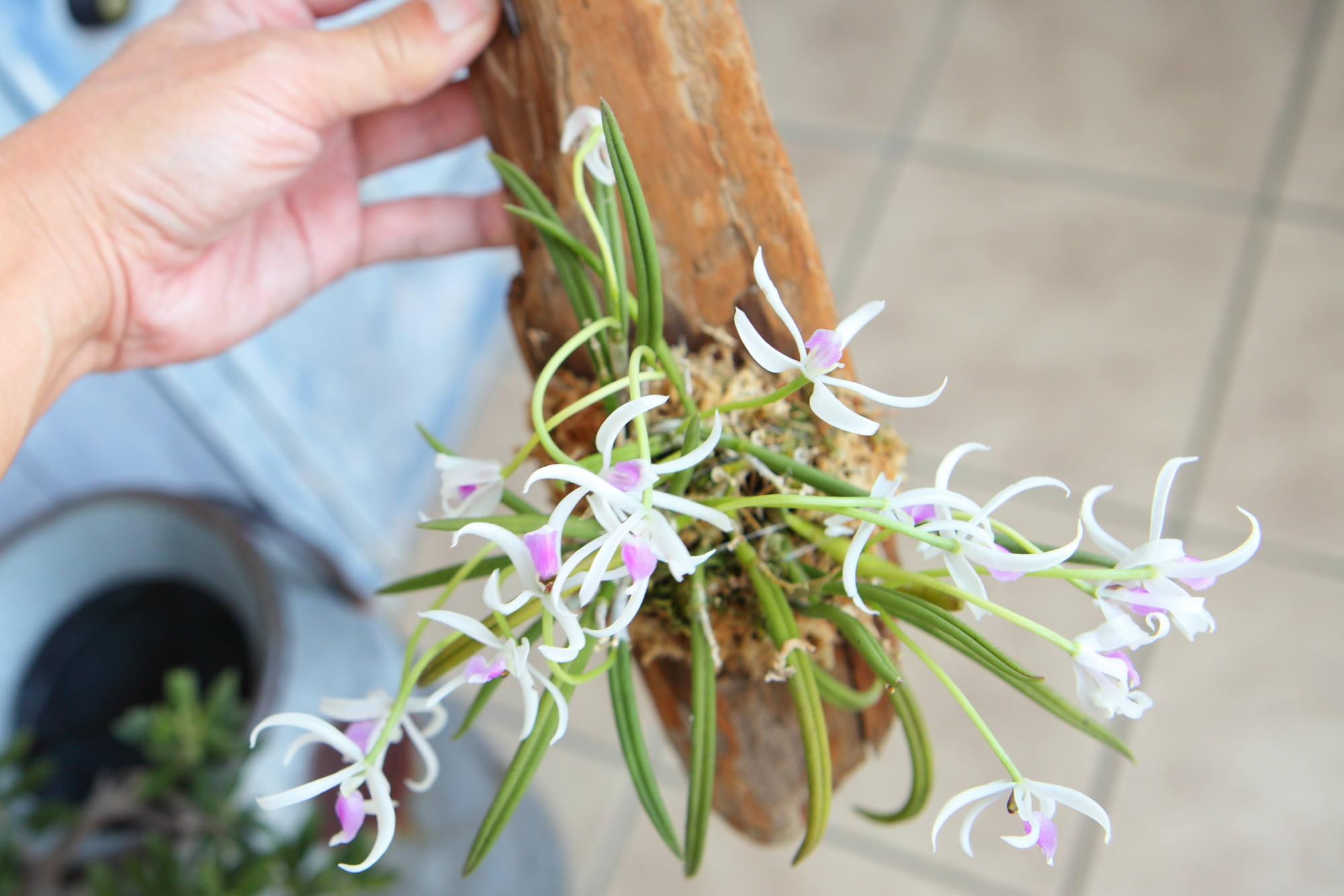 【 Lpts.bicolor ‘Jun’ 】レプトテス ビカラー ‘ジュン’　No.617※現在、花は咲き終わっています