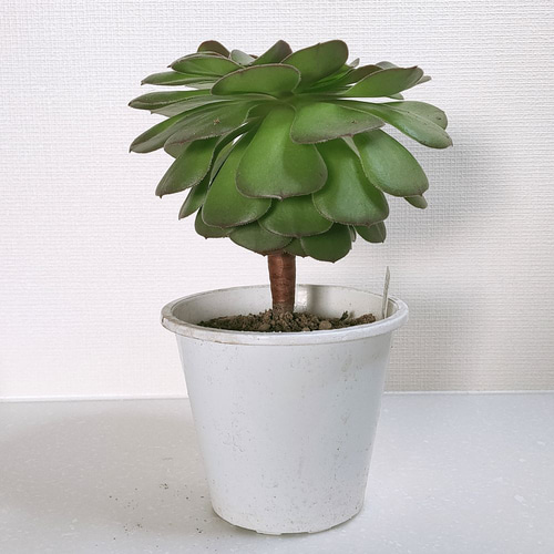 アエオニウム：ハロウィン【多肉植物】 多肉植物 エケベリアSKETCH