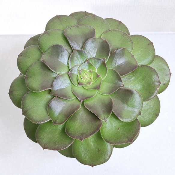 アエオニウム：ハロウィン【多肉植物】 多肉植物 エケベリアSKETCH