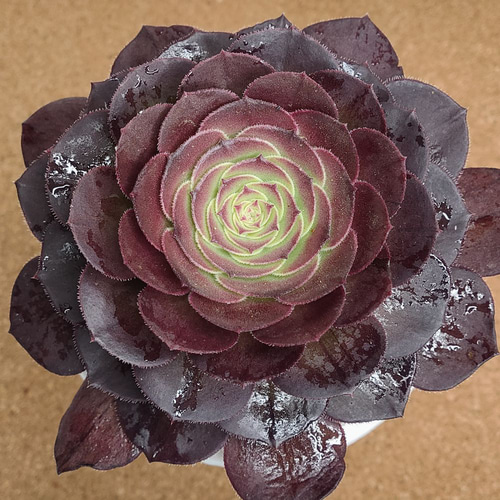 アエオニウム　☆ハロウィン☆ 日本花キ流通 多肉植物 caアエオニウム ハロウィン アエオニウム