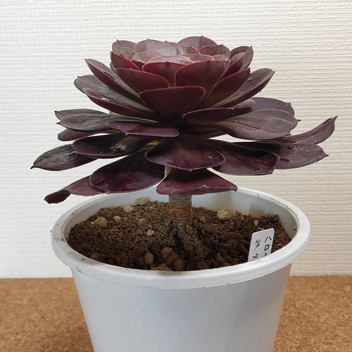 アエオニウム　☆ハロウィン☆ アエオニウム：ハロウィン【多肉植物】 多肉植物 エケベリア