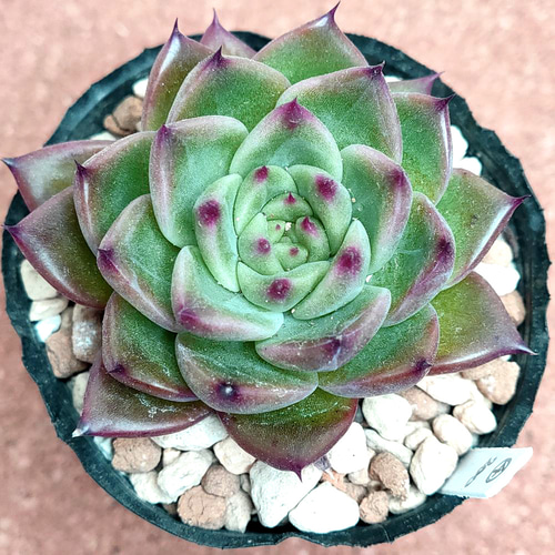 多肉植物 アンストーン 多肉植物 アンストーン 【公式通販】