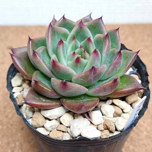 多肉植物アンストーン