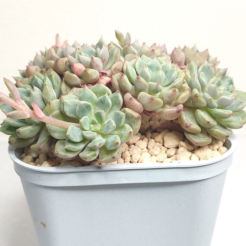 【エケベリア群生 】鉢直径38センチのデカベリア７株➕20株のモッキモキ エケベリア群生 】鉢直径38センチのデカベリア7株➕20株のモッキモキ