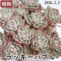 多肉植物 (抜き苗) 4苗セット 多肉植物 エケベリアSKETCH 通販