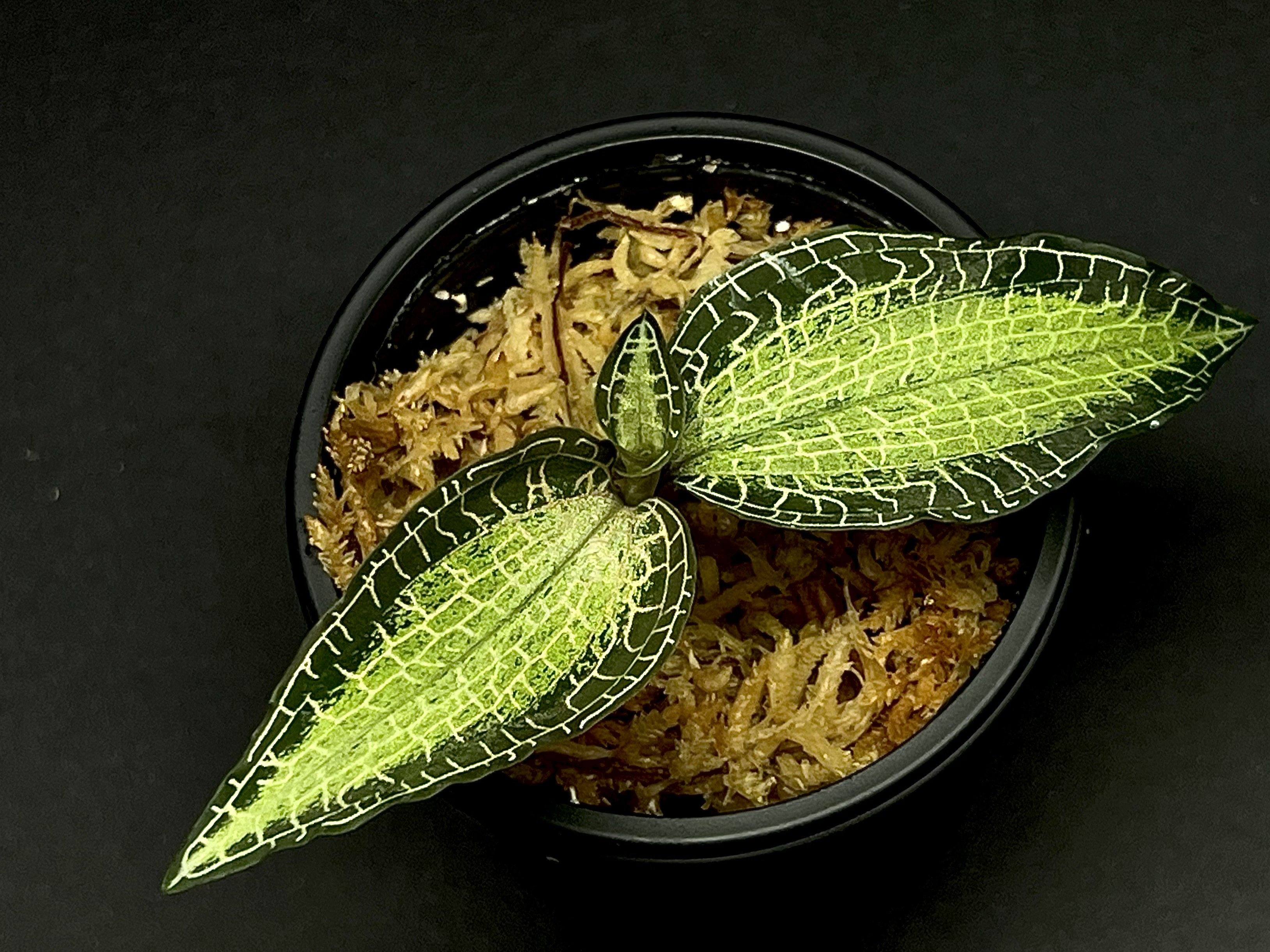 【観葉植物】ジュエルオーキッド【G・八丈×G・ロステラータ交配株】
