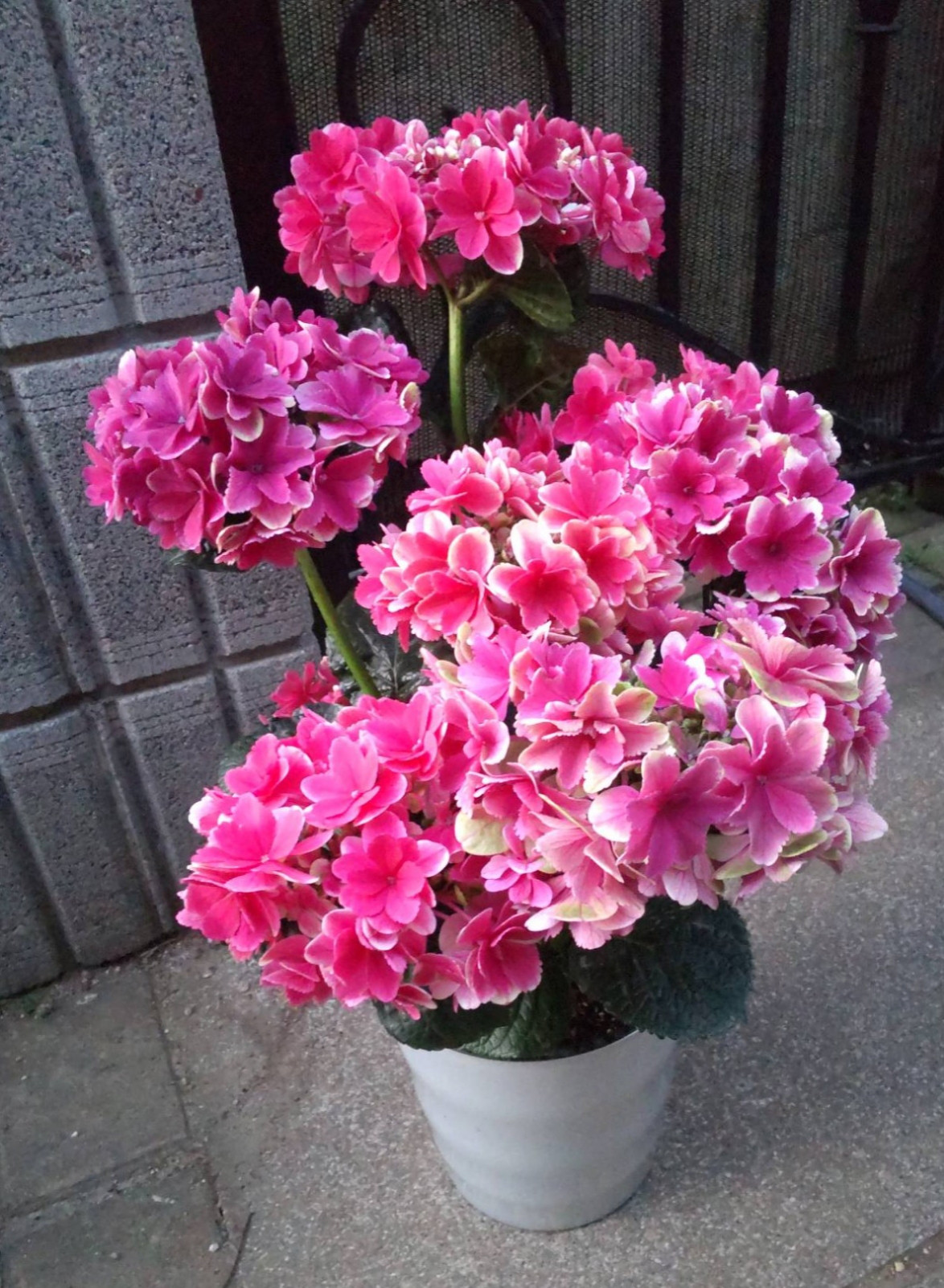 紫陽花【凛・りん⠀】4/26撮影  7月末には剪定☆要お問い合わせを  咲き進むと花色が変化していく華やかな紫陽花