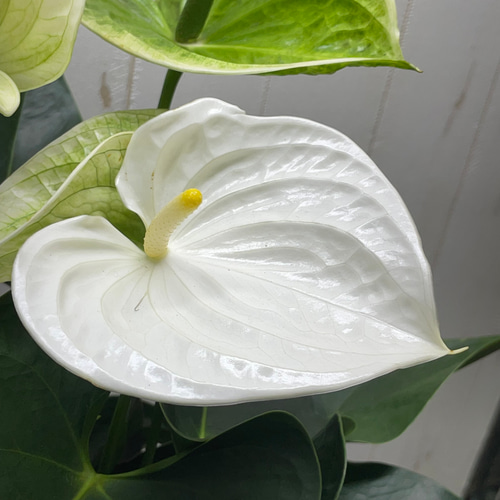 特大白花】アンスリウム〝アルパイン〟ホワイト 6号セラアート鉢