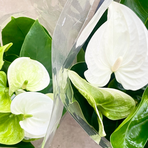 特大白花】アンスリウム〝アルパイン〟ホワイト 6号セラアート鉢