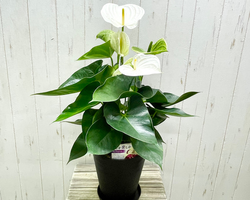 特大白花】アンスリウム〝アルパイン〟ホワイト 6号セラアート鉢